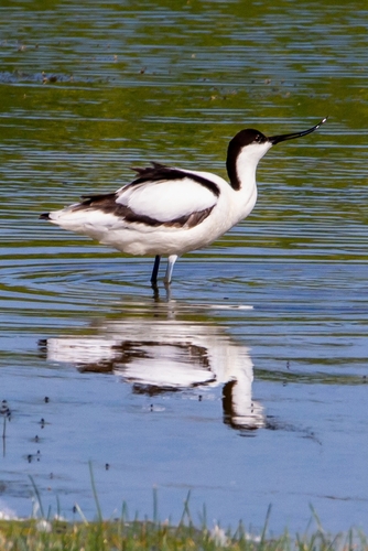 Pied Avocet