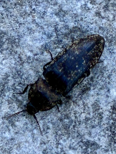 Mottled dingy-brown click beetle