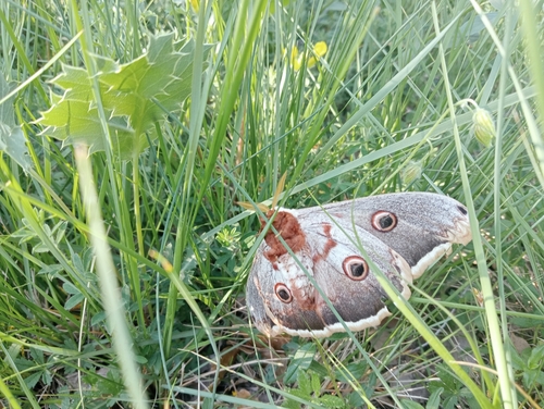 Giant Peacock Moth