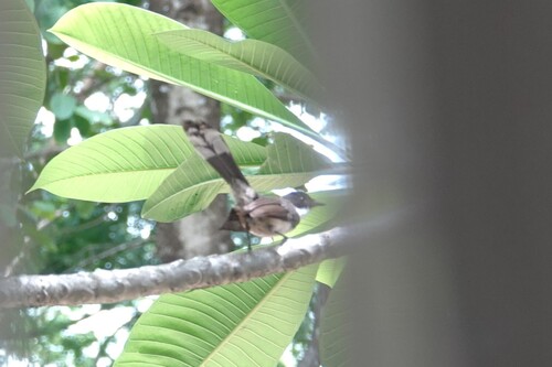 Malaysian Pied-Fantail