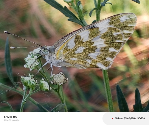 Eastern Bath White
