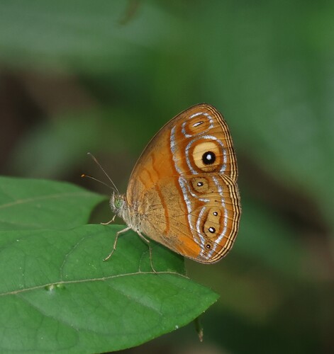 Glad-eye Bushbrown