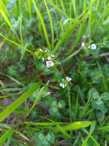 thyme-leaved speedwell
