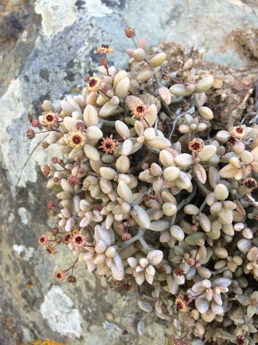 Monanthes laxiflora