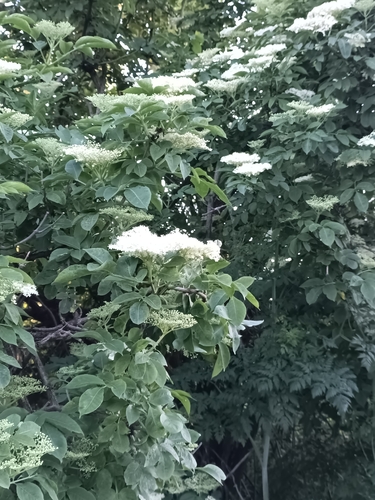 European black elderberry