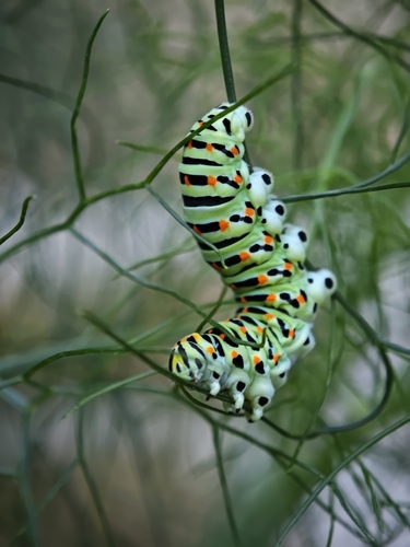 Old World Swallowtail