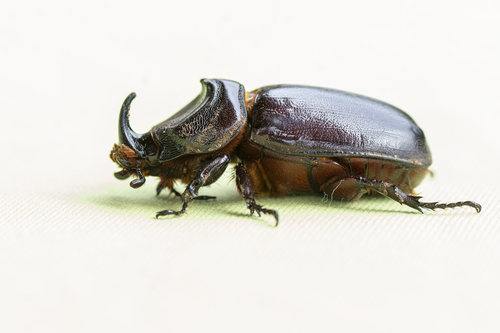 African Rhinoceros Beetle