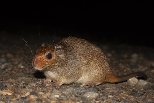 Long-tailed Spiny Tree Rat (Makalata macrura) — Least Concern Mammalia