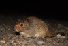Long-tailed Spiny Tree Rat - Photo (c) Manuel Mejia, all rights reserved, uploaded by Manuel Mejia