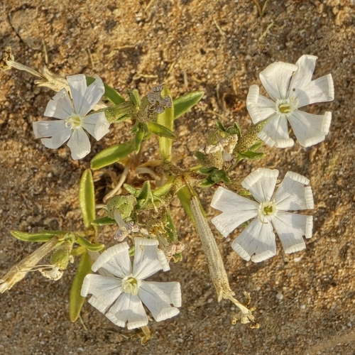 Silene villosa