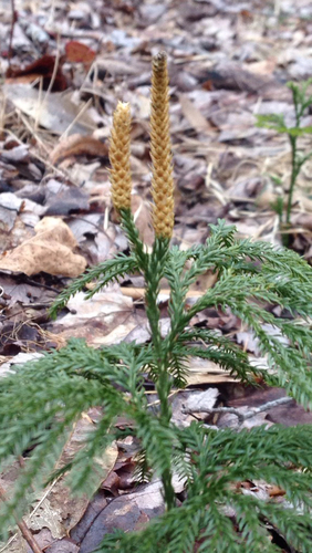 flat-branched tree-clubmoss