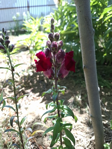 Snapdragon