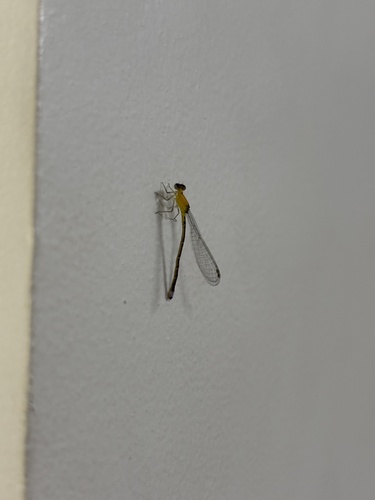 Tiny Forktail