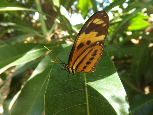 Isabella's Longwing
