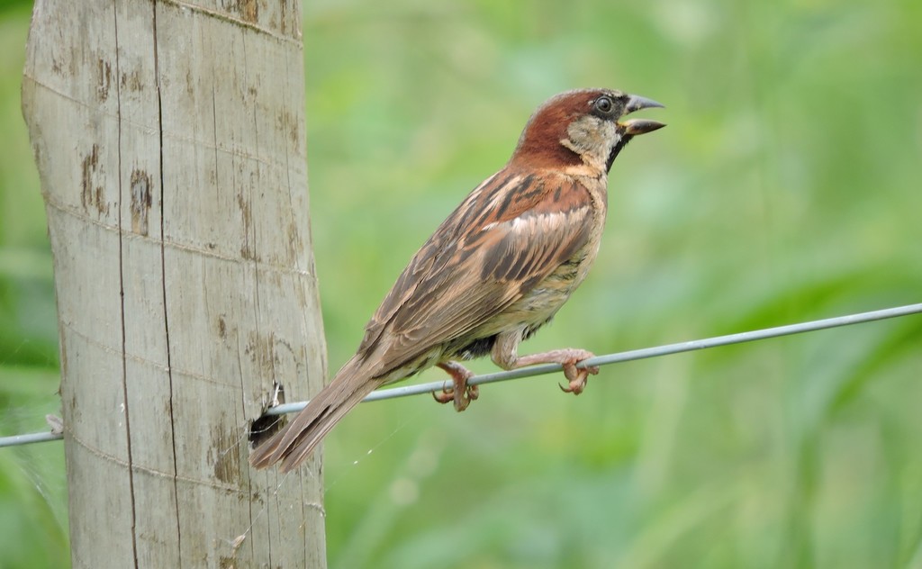 집참새 from Coração de Jesus, MG, 39340-000, Brasil on 2020년... 오전 by Caroline Reis · iNaturalist 집참새 (Passer domesticus)
