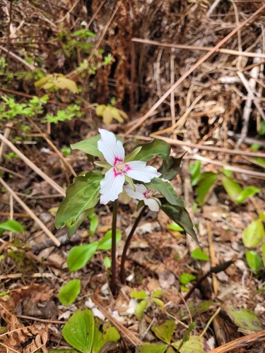 painted trillium