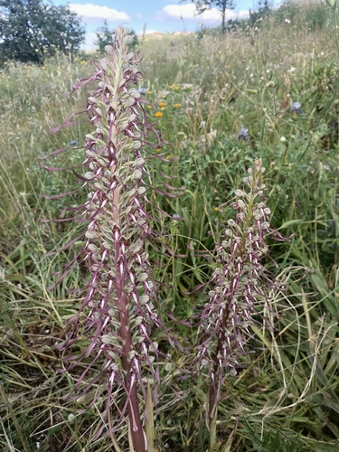 Lizard Orchid