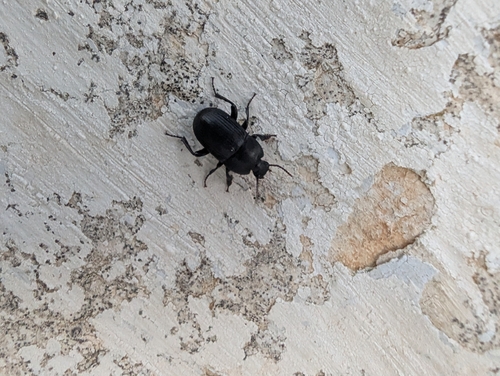 Pedinus quadratus