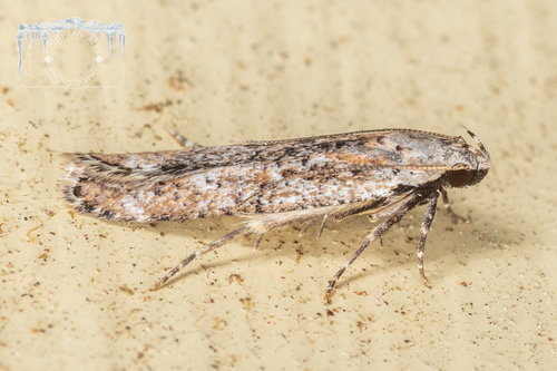 Anisoplaca achyrota (Meyrick, 1885)