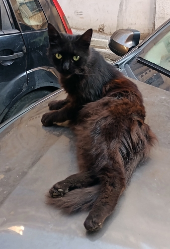 Domestic Cat