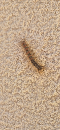 Spongy Moth