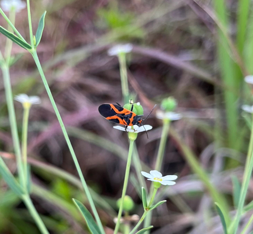 False Milkweed Bug