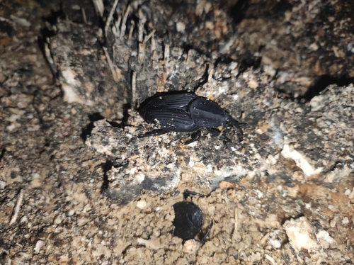 South American Palm Weevil