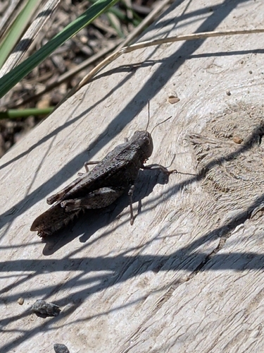 Red-winged Grasshopper