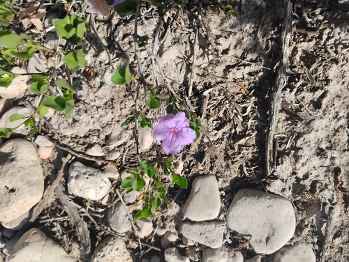 Parry's ruellia