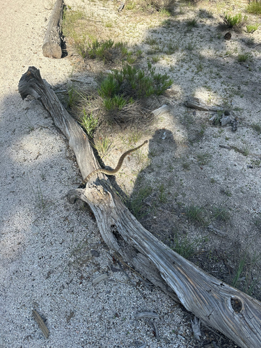 iNaturalist observation photo of Northern Pacific Rattlesnake