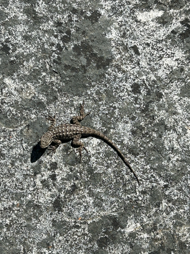 iNaturalist observation photo of Western Fence Lizard