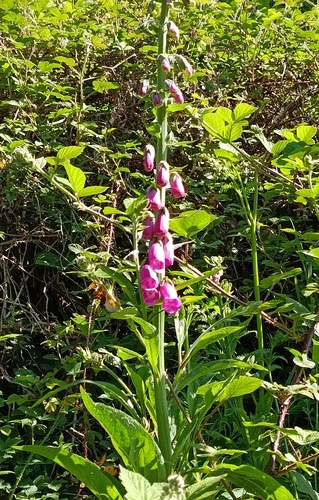 purple foxglove
