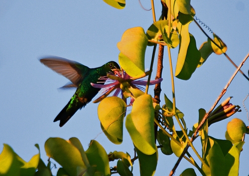 Glittering-bellied Emerald