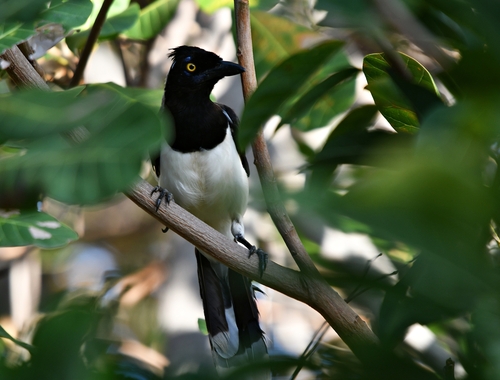 White-naped Jay
