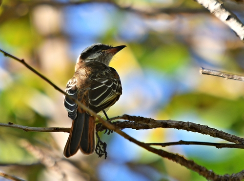 Variegated Flycatcher