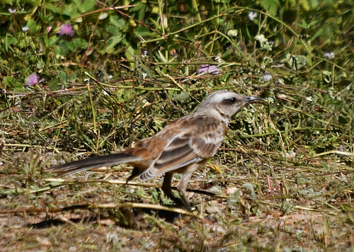 Chalk-browed Mockingbird