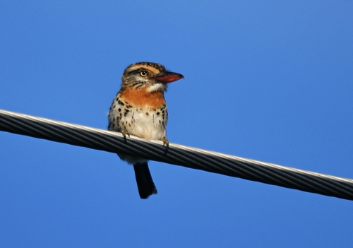Spot-backed Puffbird