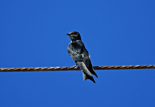 Gray-breasted Martin