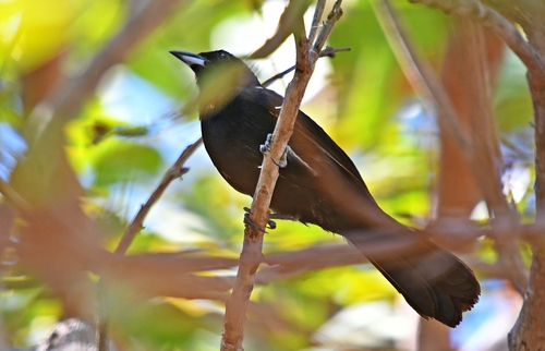 White-lined Tanager