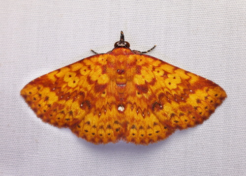 Thermosara diapyra