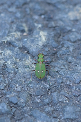 Green Tiger Beetle