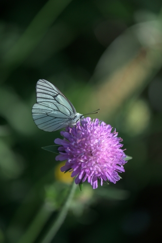 Black-veined White