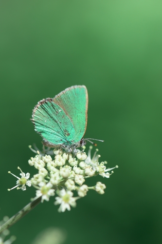 Green Hairstreak