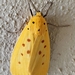 Yellow Tiger Moth - Photo (c) Reyna Watson, all rights reserved, uploaded by Reyna Watson
