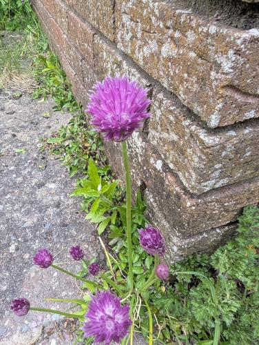 Chives
