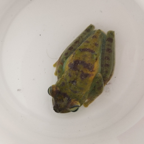 Palmar Tree Frog