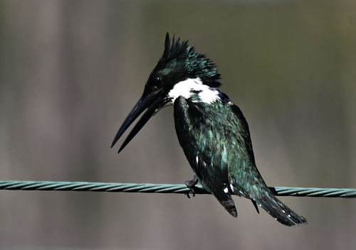 Amazon Kingfisher