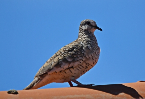 Scaled Dove