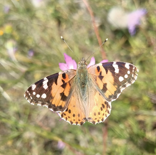 Painted Lady