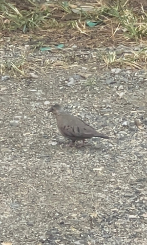 Cuban Ground Dove